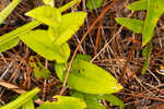 Longhorn bog orchid